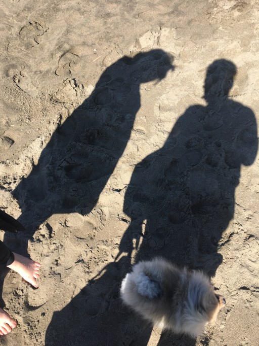An image of two shadows and a dog
