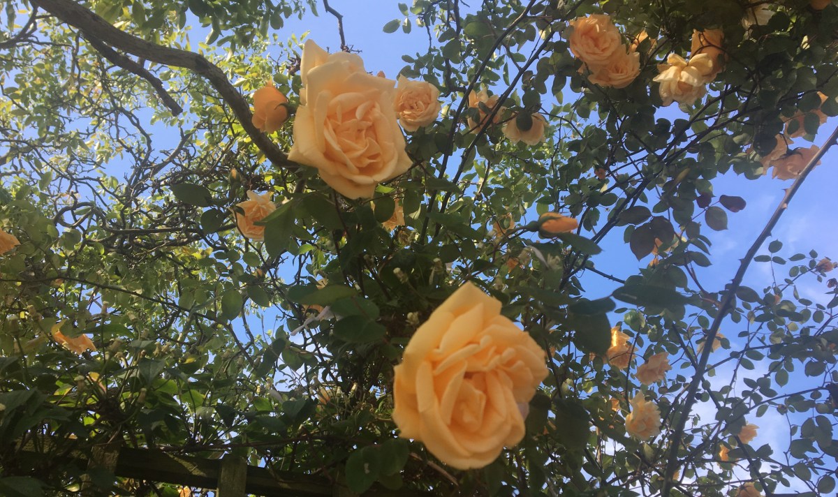 Image of yellow roses on a bush with blue sky in the background