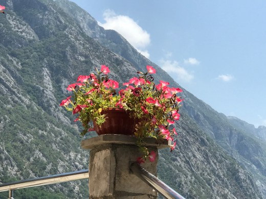 Flowers against blurred mountain backdrop.