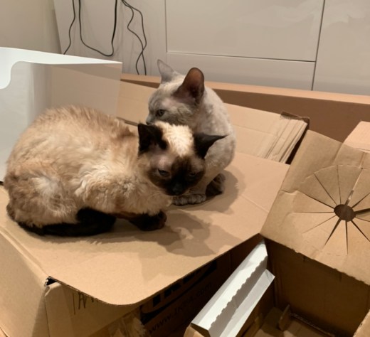 A brown devon rex cat with black ears, face and paws crouching in front of her grey brother. The cats are both on a cardboard box and there are two other boxes behind and to the right.